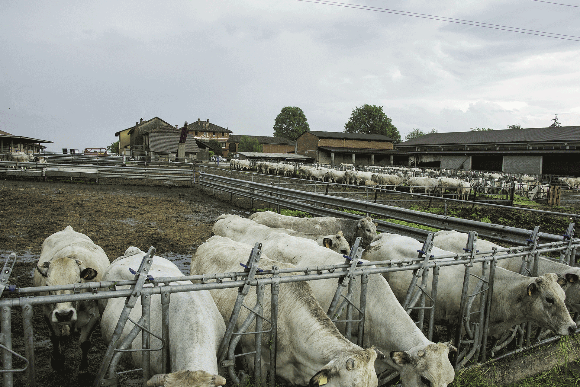 Fassona di razza piemontese Cazzamali, macellai dell'alta ristorazione, Romanengo (CR)