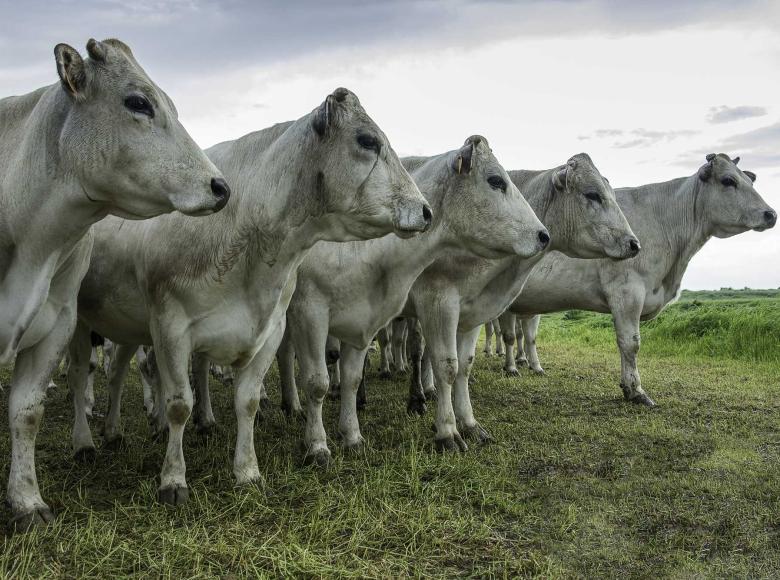 Per scegliere la carne rossa giusta è necessario, prima di tutto, conoscerla.